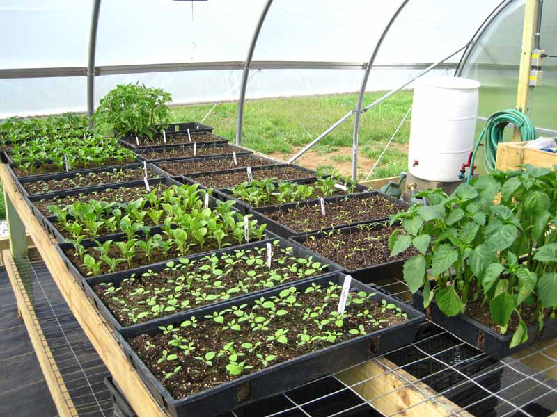 Grow your own plants from seeds