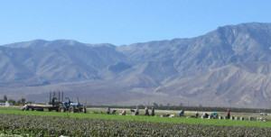 This scene of laborers hard at work in the fields is a common one on our drives around the Coachella Valley. Our ministry at Providence in the Desert helps to make the lives of field workers such as these easier by helping them learn the English language. 