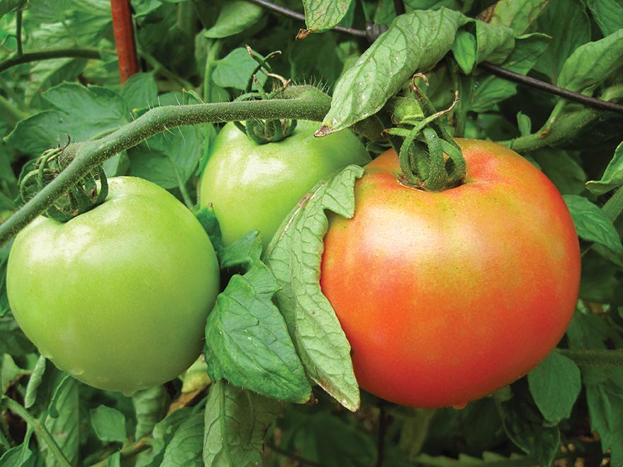 tomatoes ripening on the vine