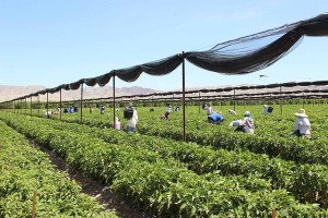 The ministry at Providence in the Desert brings the English language to immigrant laborers such as these field workers, shown here harvesting peppers a few minutes drive from the sisters' house. 