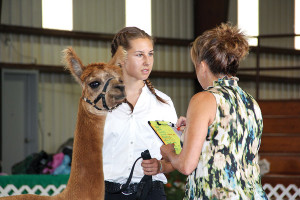 Anna Nagy shows one of the White Violet Farm Alpacas at the Vigo County Fair in Terre Haute, Indiana. The alpacas and White Violet Center have made an impact on Anna.
