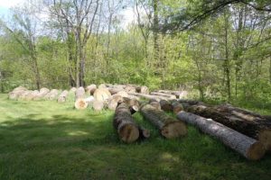The remains of a Saint Mary-of-the-Woods ash tree.