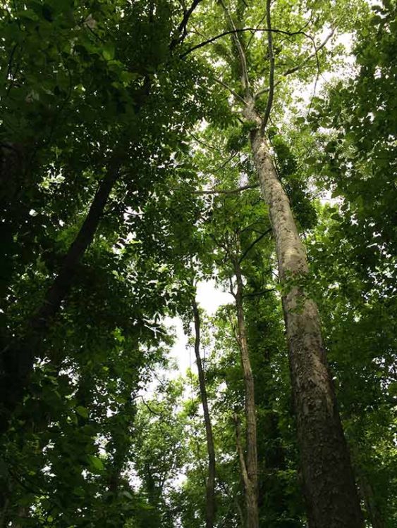 Sycamore tree at Saint Mary-of-the-Woods, Indiana.
