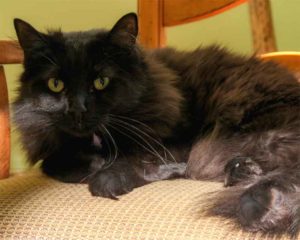 Hazel lounging in an office chair at White Violet Center.