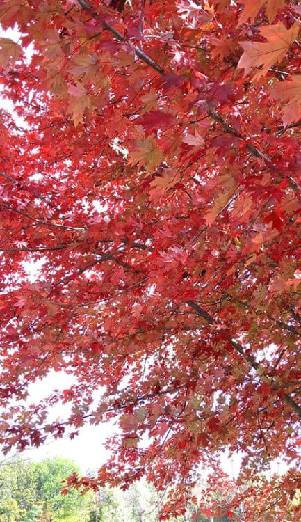 woods-tree-in-fall-for-web
