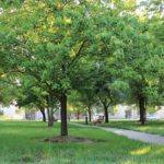 Foley Park Pavers program 