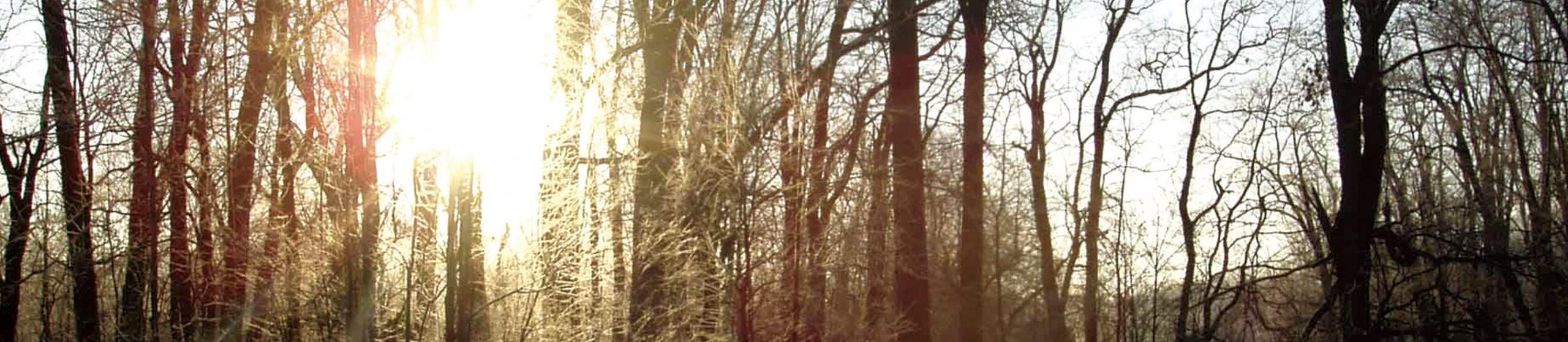 light through trees