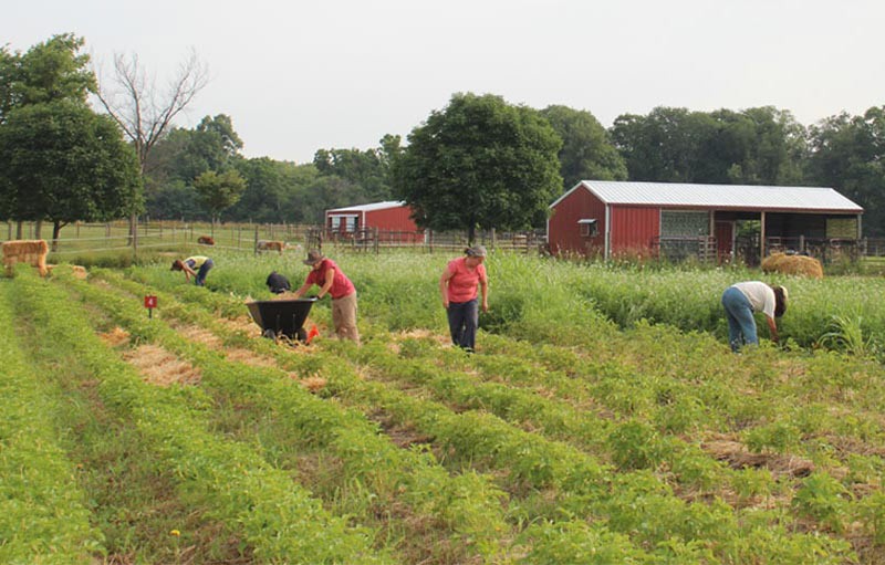Daughters of the Forest: Sisters of Providence commitment to the land