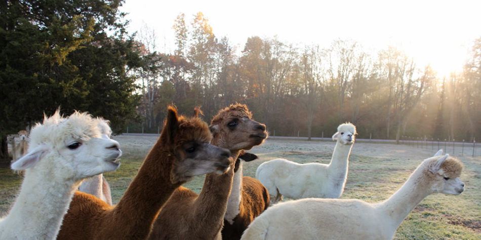 alpacas in a sunny pasture
