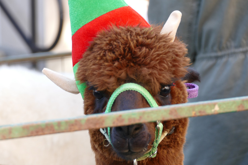 Christmas Fun at the Woods 2019