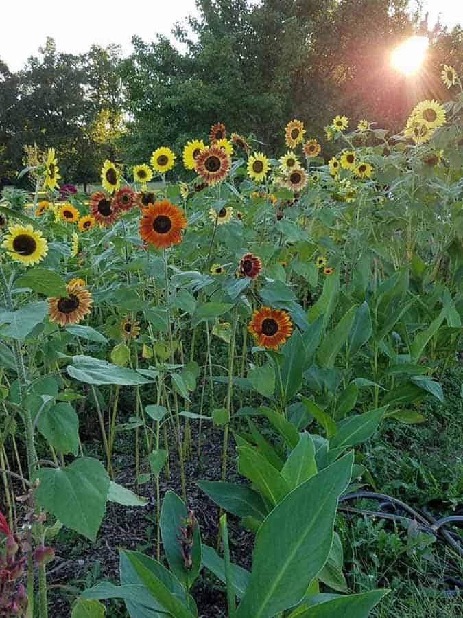 Journals and Letters week 46: God’s flowers