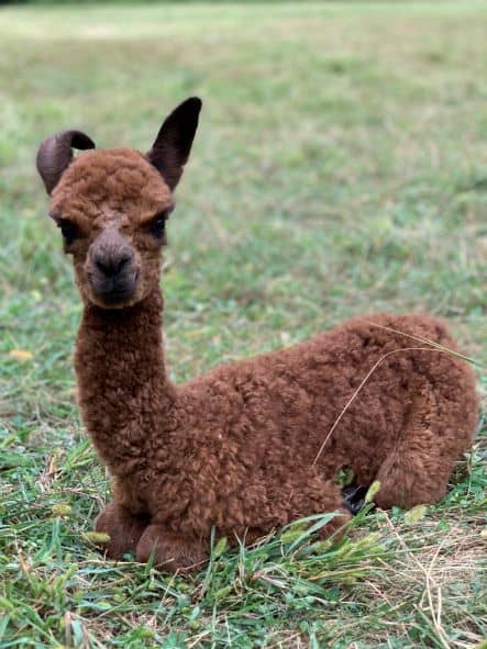 Meet our newest alpaca, Providence Isabelle (Bella)