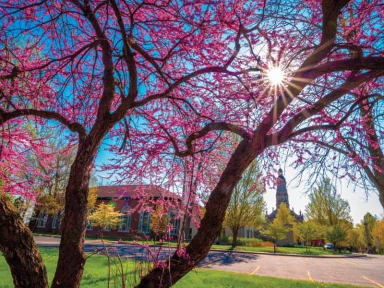 Spring tree in front of the Church of the Immaculate Conception