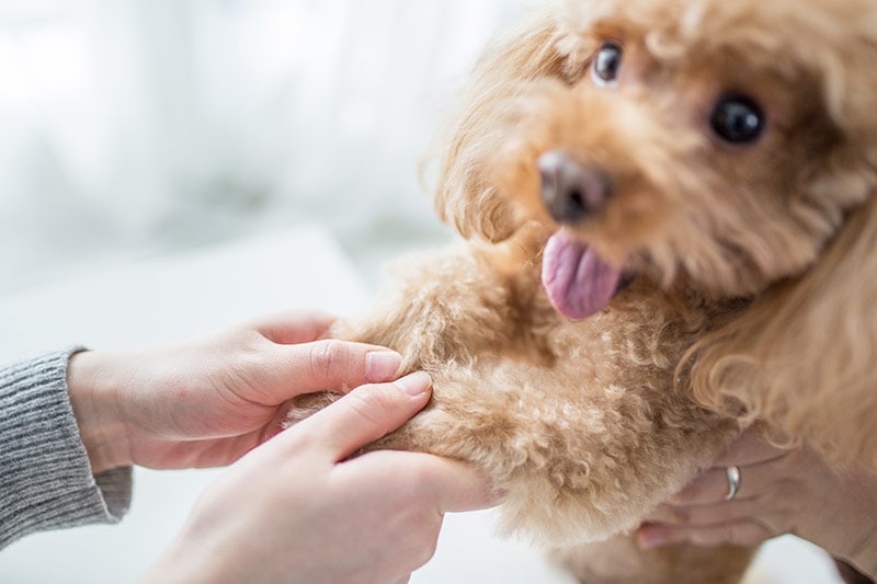 Journal for Today's and Tomorrow's Professional Pet Groomers