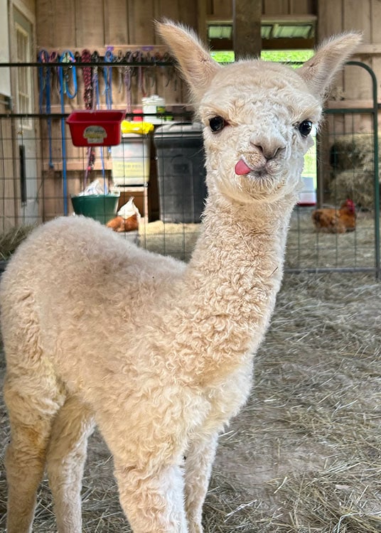 Adopt an alpaca program- Sisters of Providence of Saint Mary-of-the-Woods