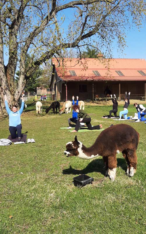 Event participants do yoga in the alpaca pasture