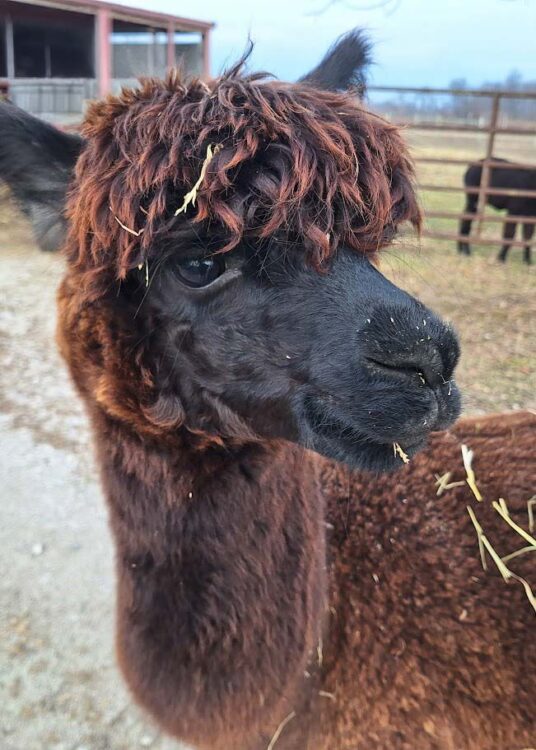 Dark brown young alpaca named Andre