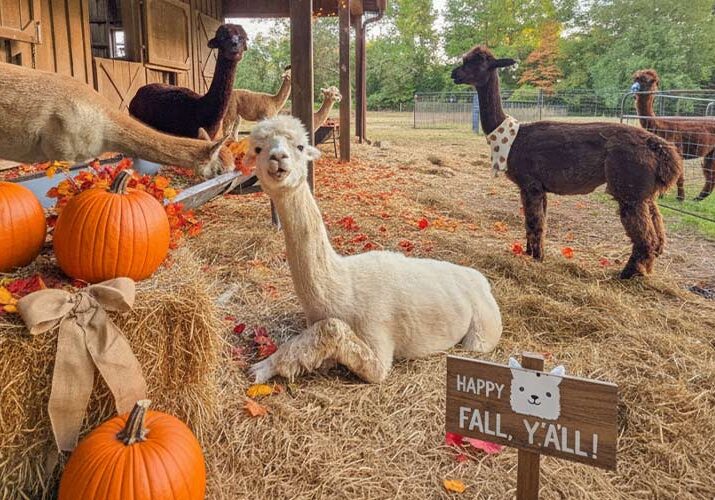 00-Social-Media-_-Alpaca-Open-Barn-WEB