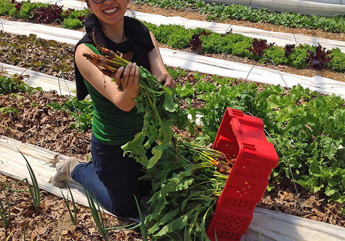 Intern Yiran proudly displays her beet harvest.  Nothing BEETS local organic produce!