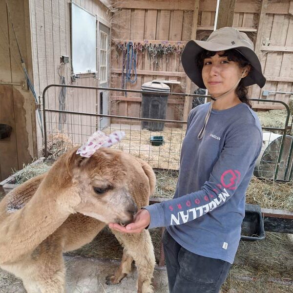 A smiling intern feeds grain to an alpaca