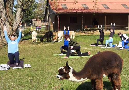 Event participants do yoga in the alpaca pasture