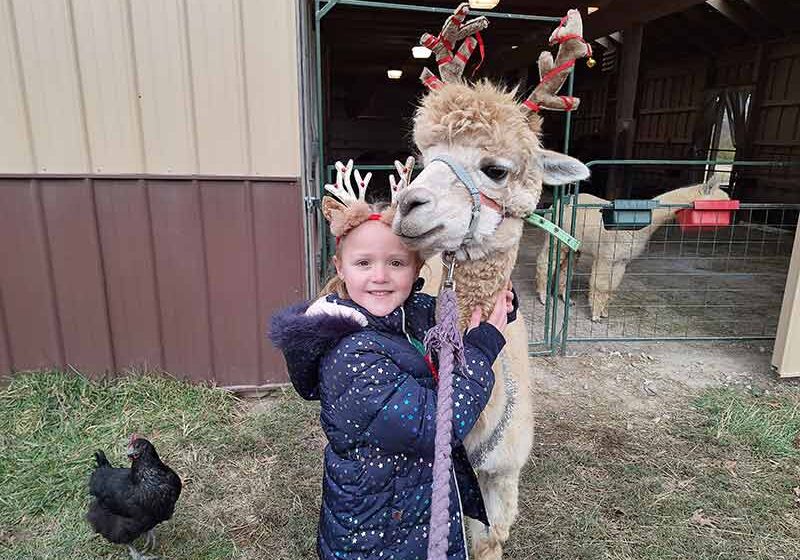 Alpaca-Barn-web