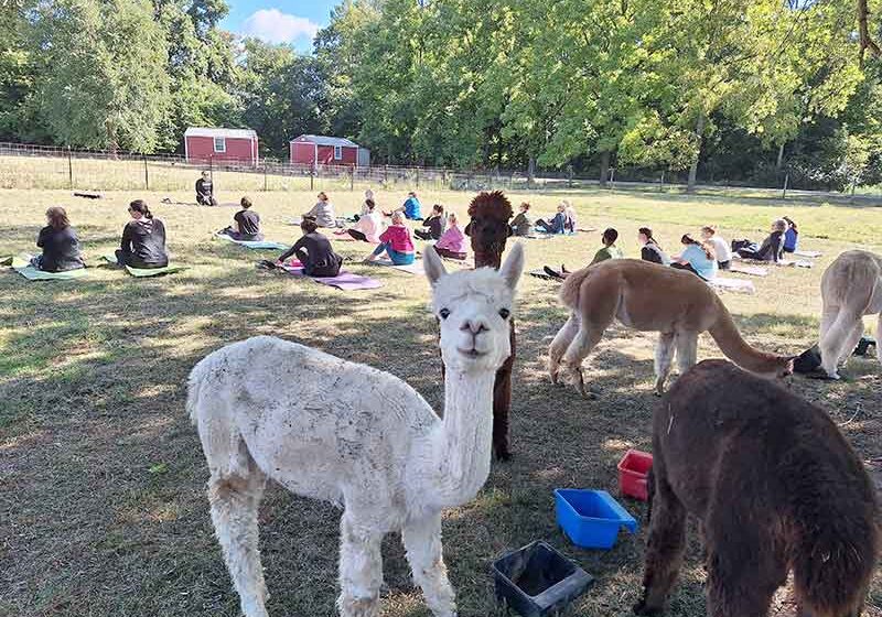 Alpaca-Yoga-web