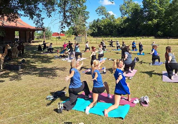 Students and others at one of our recent Alpaca Yoga sessions.