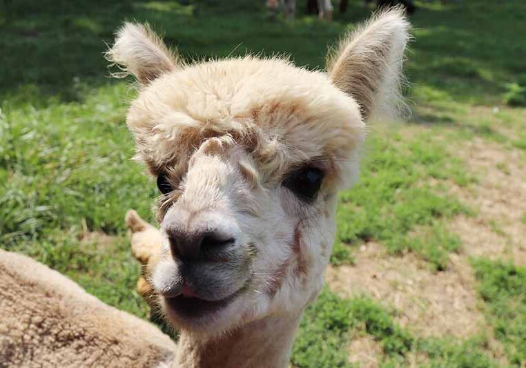 Alpaca-web