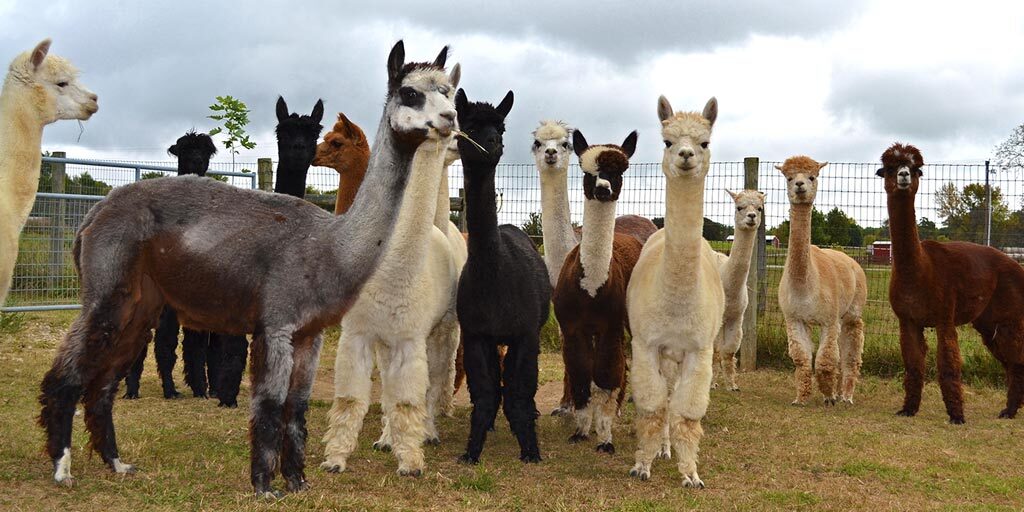 Alpacas-ears-up-feature-1024x512