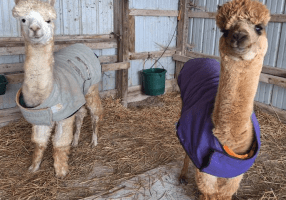 AlpacasJackets