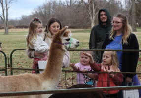 Children checking out the alpacas.