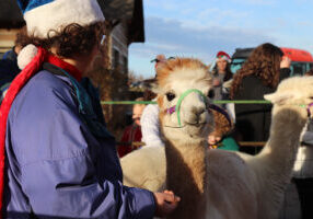 Meeting with the alpacas.