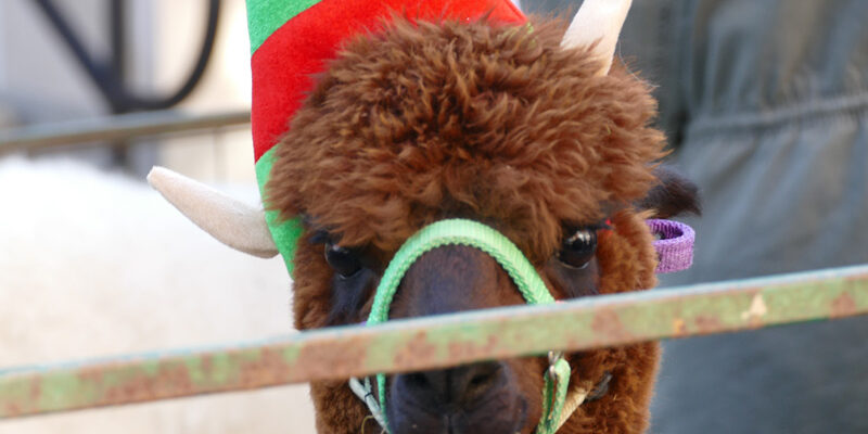 Christmas-Fun-at-the-Woods-_-Alpaca-2019-002-WEB