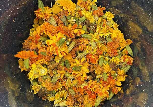 Dried and freshly-harvested marigolds ready for the dye pot.
