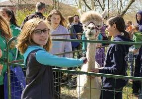 Learn more about alpacas and care for creation while joining the Sisters of Providence as they host the 21st annual Earth Day Festival and Craft Fair on Saturday, April 27.