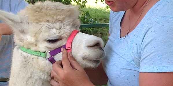 White Violet Center intern Elaine Haby demonstrates how a traditional halter fits Providence Elise, one of the Sisters of Providence alpacas.