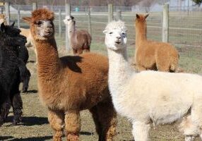 Visit with the alpacas and more during Sundays at the Woods: Farm Tour at White Violet Center on Sunday, May 19.