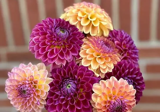 White Violet Center's Sunrise and Sunset, farm-bred dahlias.