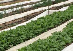 Hightunnel-top-image-2100x450