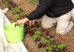 Harvesting lettuce in February inside one of the high tunnels at White Violet Center.