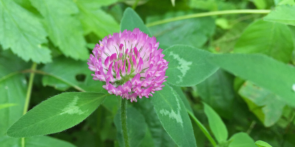 Land-ethic-clover-feature-1024x512