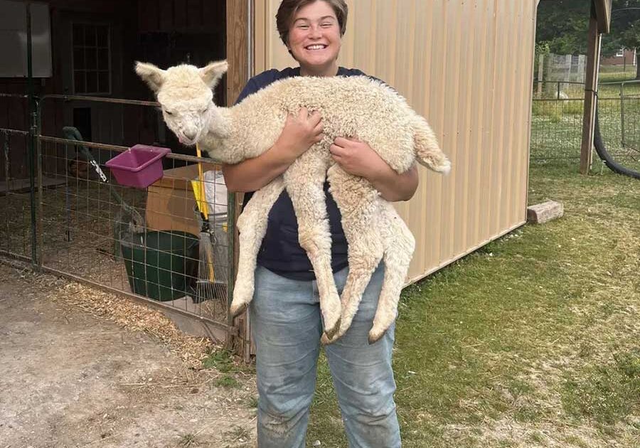 Lilly-Alpaca