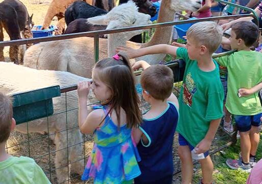 Snackin-Alpacas-web