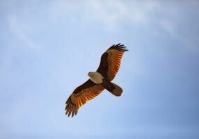 Soaring-Bird-web