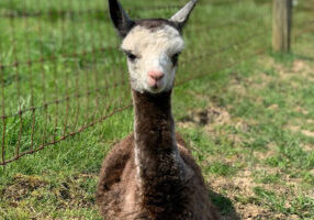 A few days old and Tony already knows how to pose.