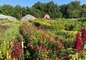 Vibrant-Farm