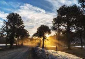 beautiful-shot-sunlight-forest-winter-day-WEB