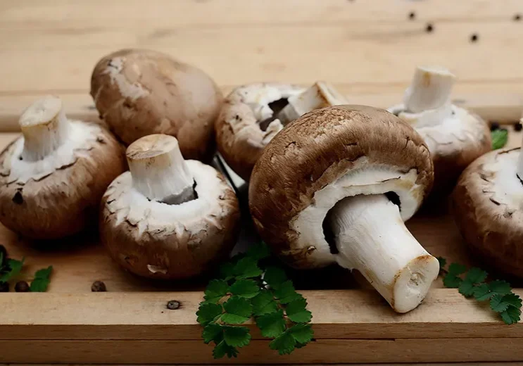 mushrooms-web