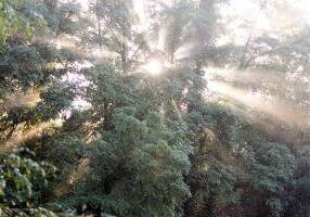 Sunlight through the trees at Saint Mary-of-the-Woods.